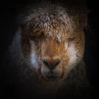 Buy canvas prints of Alpaca full face  by Steve Taylor