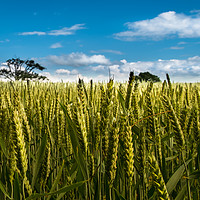 Buy canvas prints of Wheat waiting by Steve Taylor