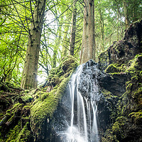 Buy canvas prints of Wild waters within the dark woods by Steve Taylor