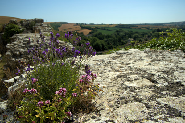 Herbs growing wild on the ramparts of Corfe  Picture Board by Steve Taylor
