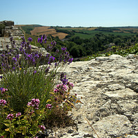 Buy canvas prints of Herbs growing wild on the ramparts of Corfe  by Steve Taylor