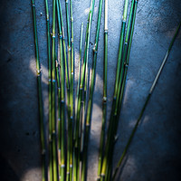 Buy canvas prints of Bamboo Blue  by Steve Taylor