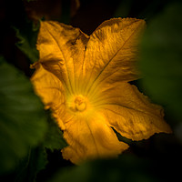 Buy canvas prints of Zucchini flower  by Steve Taylor