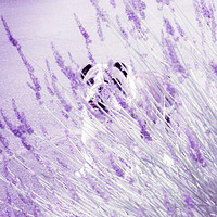Buy canvas prints of Bulldog hiding in lavender  by Steve Taylor