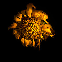 Buy canvas prints of Ah!  Sunflower by Steve Taylor