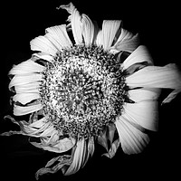 Buy canvas prints of Melancholic Sunflower  by Steve Taylor