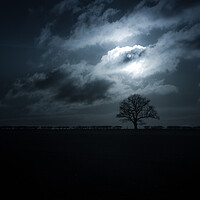 Buy canvas prints of Moon washed oaktree  by Steve Taylor