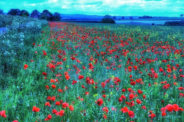 Monet poppy fields  Picture Board by Steve Taylor