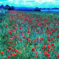 Buy canvas prints of Monet poppy fields  by Steve Taylor