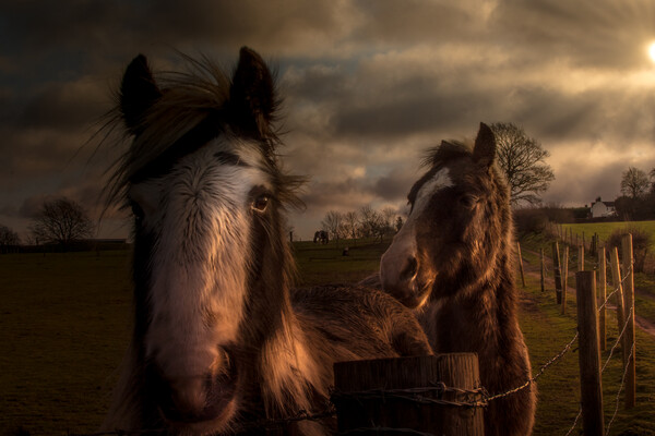 Horses in the morning sun  Picture Board by Steve Taylor