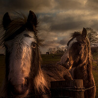 Buy canvas prints of Horses in the morning sun  by Steve Taylor