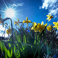 Buy canvas prints of Yellow trumpets announce  the arrival of spring  by Steve Taylor