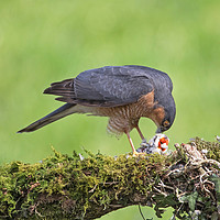 Buy canvas prints of Sparrowhawk with Prey by John Hudson