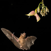 Buy canvas prints of Bat feeding from flower by John Hudson