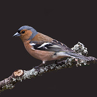 Buy canvas prints of Chaffinch, male, on lichen covered branch by John Hudson
