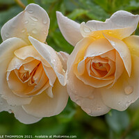 Buy canvas prints of Twin Yellow Roses by MICHELLE THOMPSON