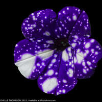 Buy canvas prints of Petunia Night Sky by MICHELLE THOMPSON