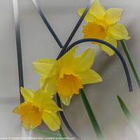 Buy canvas prints of Three daffodils  by MICHELLE THOMPSON