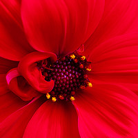 Buy canvas prints of Red Dahlia by  Photofloret