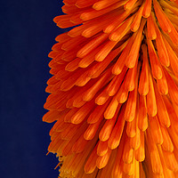 Buy canvas prints of Orange Kniphofia by  Photofloret