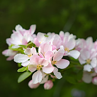 Buy canvas prints of Apple Blossom by  Photofloret