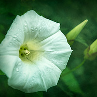 Buy canvas prints of Morning Glory by  Photofloret