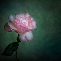 Buy canvas prints of Pink Rose by  Photofloret
