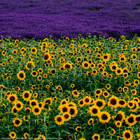 Buy canvas prints of Sunflower and lavender field by  Photofloret
