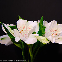 Buy canvas prints of Alstroemeria White on Black by  Photofloret
