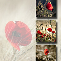 Buy canvas prints of Poppies by Peter Hunt