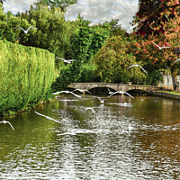 Buy canvas prints of Seagulls at the Cotswolds by Peter Hunt