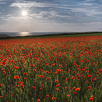 Buy canvas prints of Sun over Poppies, West Pentire, Cornwall by Mick Blakey