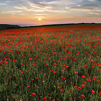 Buy canvas prints of Sunset over Poppies, West Pentire, Cornwall by Mick Blakey