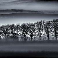 Buy canvas prints of Tree Silhouettes in Mist by Mick Blakey