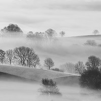 Buy canvas prints of Trees in Mist  by Mick Blakey