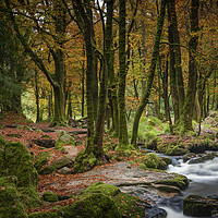 Buy canvas prints of Autumn Woodland, Golitha Falls, Cornwall by Mick Blakey