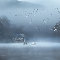 Buy canvas prints of Gulls in the Mist, Lerryn, Cornwall by Mick Blakey