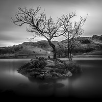 Buy canvas prints of Lone Tree, Rydal Water, Lake District, Cumbria by Mick Blakey