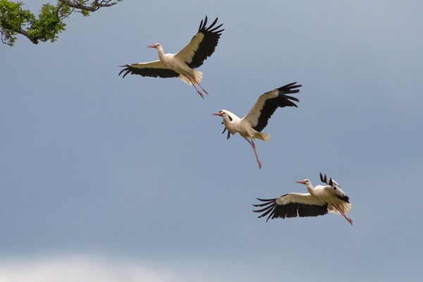 Stork Approaching Nest Picture Board by Mark Jones