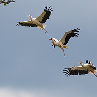 Buy canvas prints of Stork Approaching Nest by Mark Jones