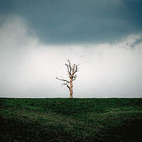Buy canvas prints of Lonely Tree by Mark Jones