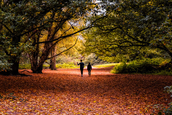 Hampstead Heath in Autumn Picture Board by Mark Jones