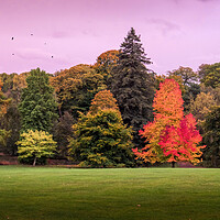 Buy canvas prints of Autumn Trees, Hampstead Heath by Mark Jones