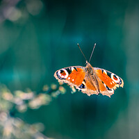 Buy canvas prints of Peacock Butterfly by Mark Jones