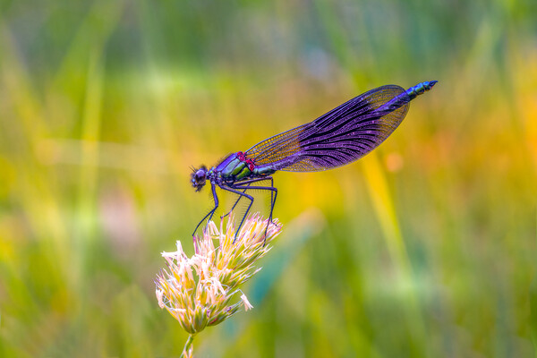 The Colourful Demoiselle Picture Board by Mark Jones