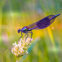 Buy canvas prints of The Colourful Demoiselle by Mark Jones