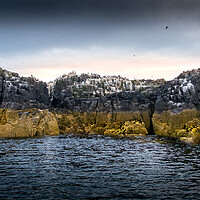 Buy canvas prints of Cliffs at Staple Island, Farne, Northumberland by Mark Jones