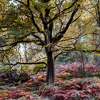 Buy canvas prints of Tree in Autumn by Mark Jones