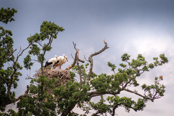 Stork Triplets Picture Board by Mark Jones
