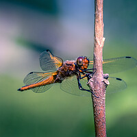Buy canvas prints of Scarce Chaser Dragonfly by Mark Jones